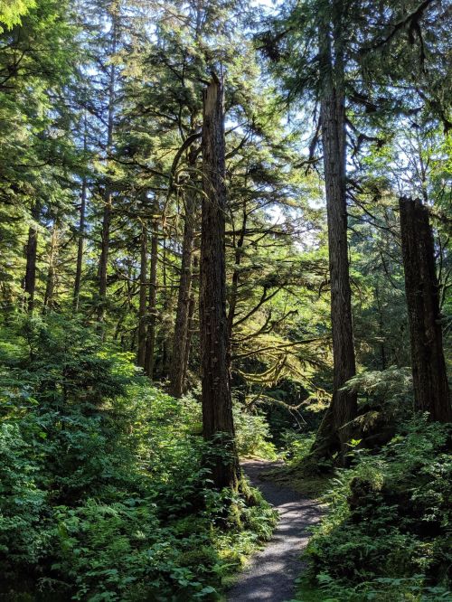 A serene forest path surrounded by tall trees and lush greenery, dappled sunlight filtering through the leaves.