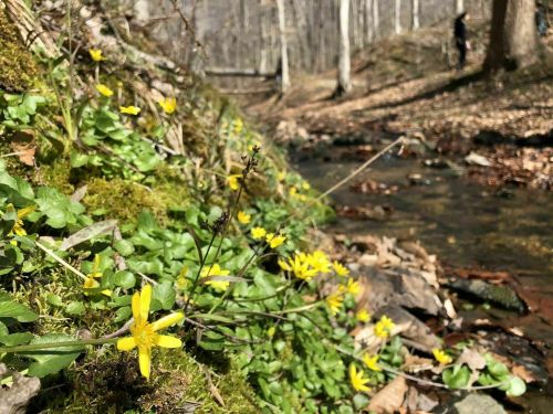 A stream flows through a forest, with vibrant yellow flowers and green foliage lining the banks.