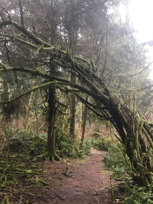A winding path through a dense forest with moss-covered trees and a fallen tree arching overhead.