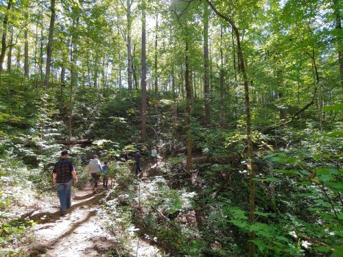 A group of people walking along a trail in a lush green forest with tall trees and sunlight filtering through the leaves.