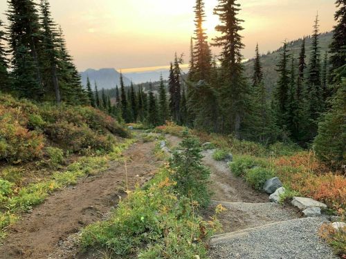 A winding trail through a forest of tall pine trees, with a sunset casting a warm glow over the landscape.