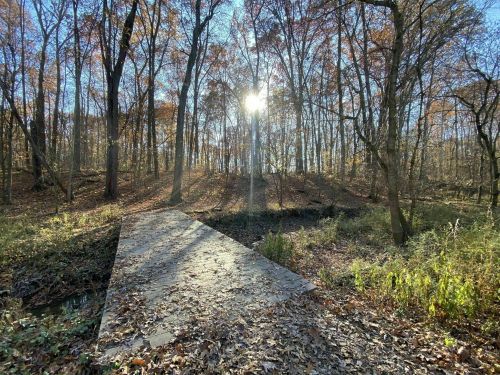 A sunlit forest path surrounded by autumn trees and fallen leaves, leading into a serene wooded area.