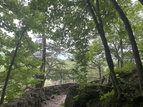 A serene forest scene with lush green leaves and rocky pathways, surrounded by tall trees and a misty background.
