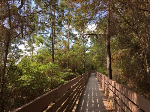 A wooden boardwalk winding through a lush, green forest under a bright blue sky.