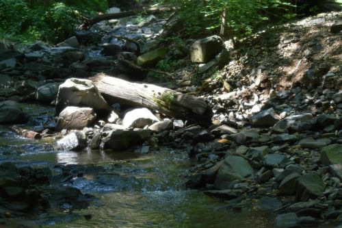 A serene stream flows over rocks, with a fallen log resting on the bank, surrounded by lush greenery.