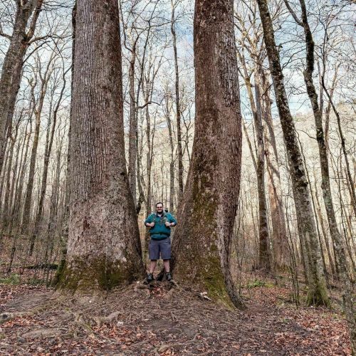 A person stands between two large trees in a forest, surrounded by bare branches and fallen leaves.