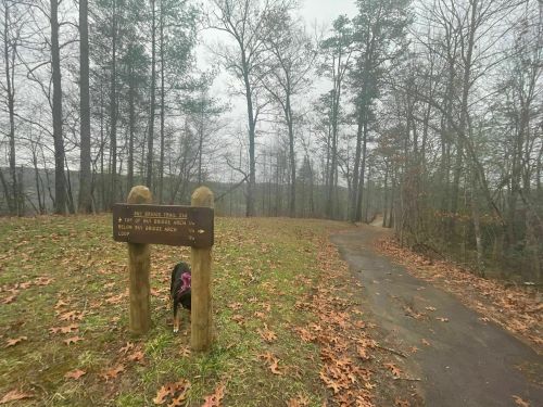 A trail sign for the "New Bridge Trail" beside a path, with trees and fallen leaves in a foggy setting. A dog is nearby.