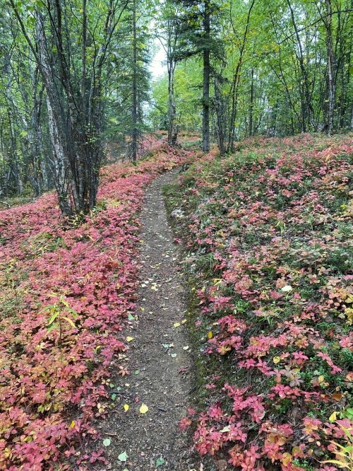 A winding dirt path through a forest, surrounded by vibrant red and green foliage.
