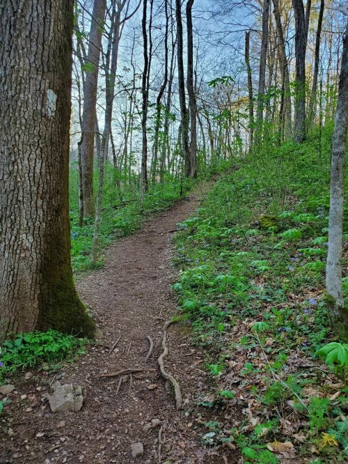 A winding dirt path through a lush green forest, surrounded by trees and vibrant foliage.