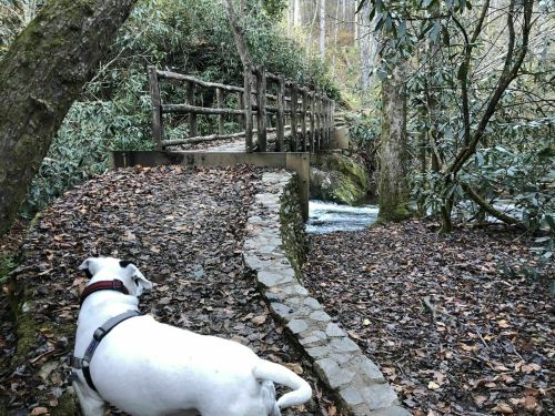A white dog lies on a leaf-covered path near a stream, with a wooden bridge in the background surrounded by trees.