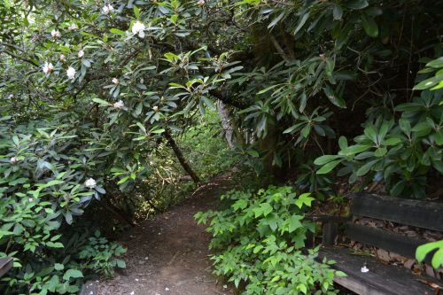 A narrow path through lush greenery, with a wooden bench on the side, inviting exploration into the natural surroundings.