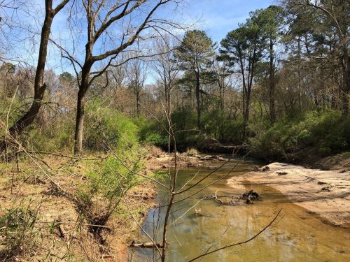 A serene creek surrounded by trees and greenery under a clear blue sky.