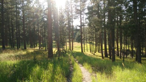 A sunlit forest path winding through tall trees and lush green grass, creating a serene natural scene.