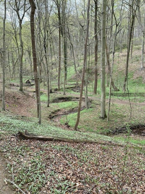 A serene forest scene with trees, a winding path, and green foliage on the ground, showcasing early spring nature.