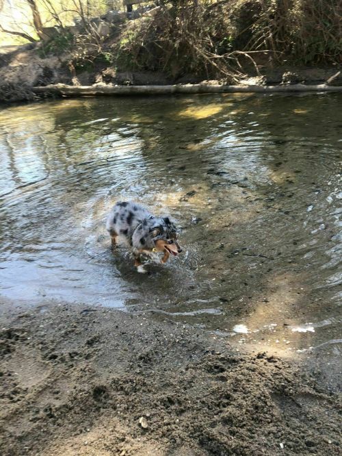 A dog splashes in a shallow stream, surrounded by trees and sandy banks.
