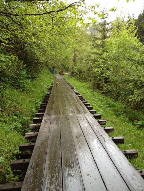 A wooden boardwalk through lush green foliage, with a small dog walking in the distance.