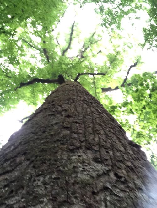 A low-angle view of a tall tree trunk, with lush green leaves and branches stretching overhead.