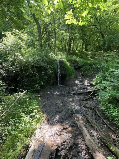 A small waterfall flows over rocks in a lush, green forest, surrounded by trees and dense foliage.