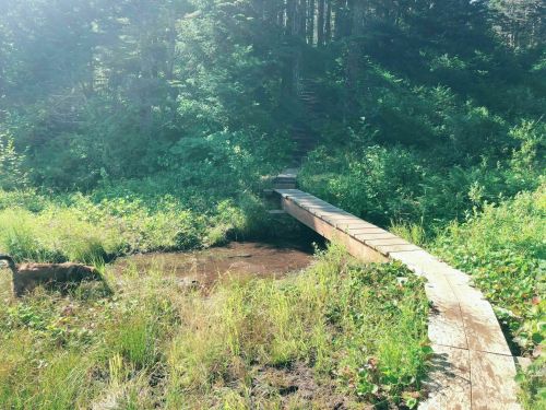 A wooden bridge crosses a small stream, surrounded by lush greenery and trees in a serene natural setting.