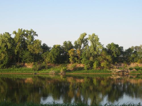 A serene riverbank scene with lush green trees reflecting in calm water under a clear blue sky.
