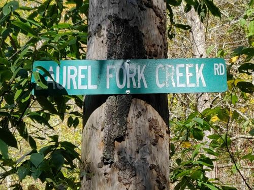 Green street sign reading "Laurel Fork Creek Rd" attached to a tree, surrounded by greenery.