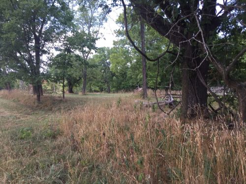 A grassy area with tall grass and trees, creating a serene, natural landscape.