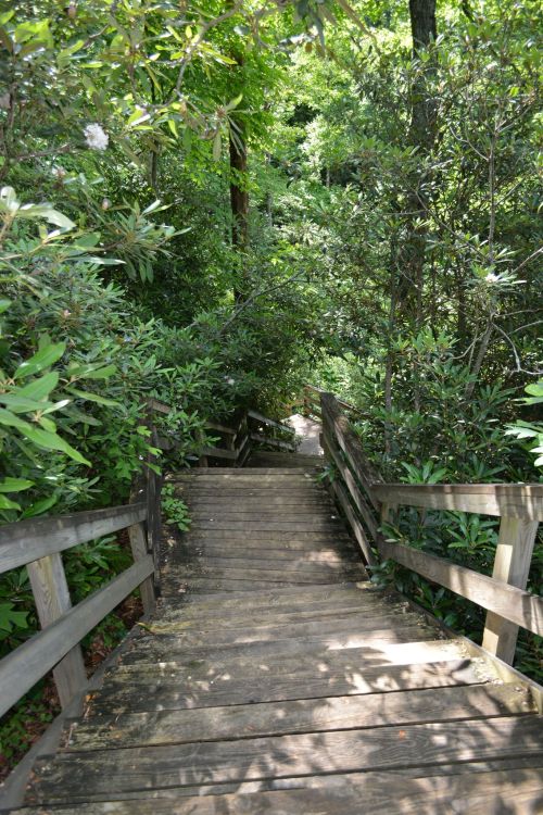 A wooden staircase leads down through lush greenery and trees in a serene forest setting.