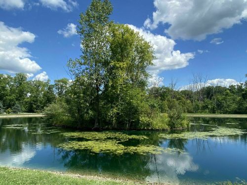 A serene pond with lush greenery and a small island, under a bright blue sky with fluffy white clouds.