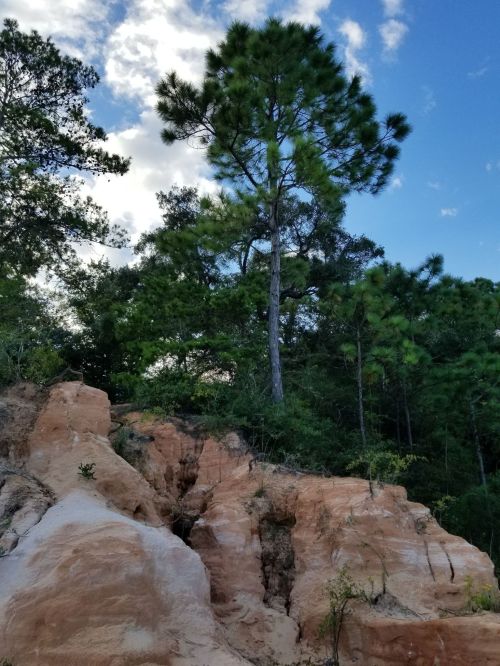 A tall pine tree stands atop a sandy, eroded hillside surrounded by lush greenery under a blue sky with clouds.