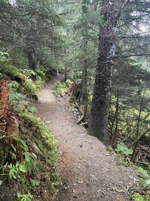 A winding dirt path through a lush, green forest with tall trees and scattered rocks.