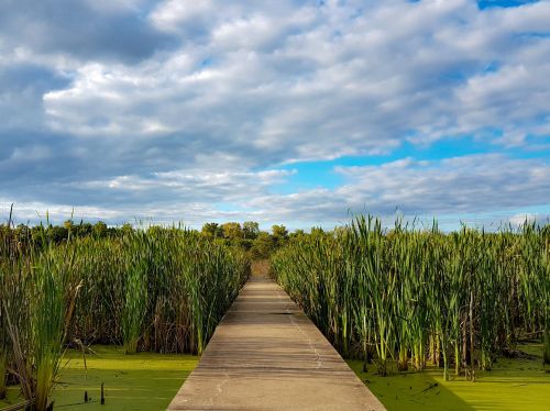 A concrete path leads through tall green reeds, with a blue sky and clouds above a tranquil wetland scene.