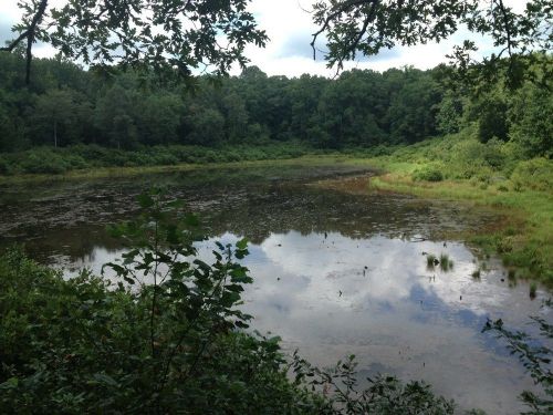 A serene pond surrounded by lush greenery and trees, reflecting clouds in the water under a partly cloudy sky.