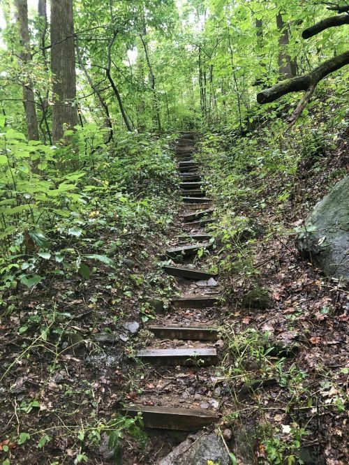 A wooden staircase winds up through a lush, green forest with trees and foliage surrounding it.