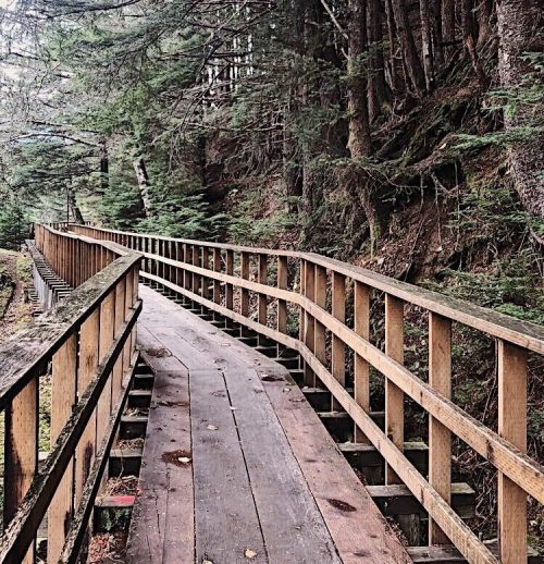 A wooden boardwalk winds through a dense forest, surrounded by tall trees and a serene natural setting.
