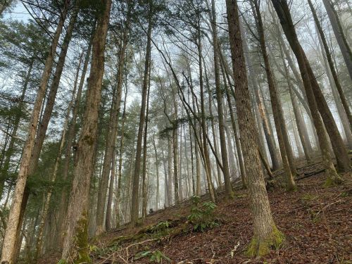 A misty forest with tall trees and a carpet of brown leaves on the ground, creating a serene, tranquil atmosphere.