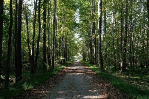 A serene dirt path lined with tall trees, surrounded by lush green foliage and scattered leaves on the ground.