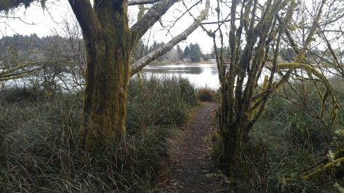 A serene path through lush greenery and trees, leading to a calm lake in the background.
