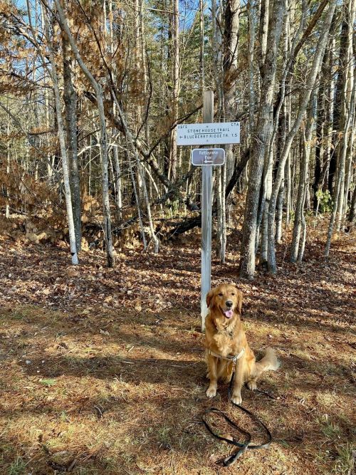 A golden retriever sits beside a trail sign in a wooded area, surrounded by trees and fallen leaves.