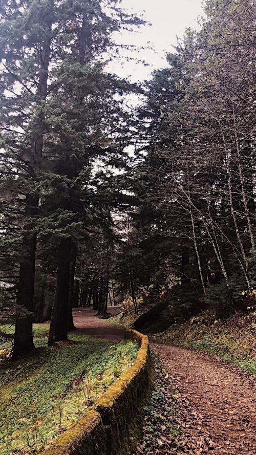A winding dirt path through a dense forest, surrounded by tall trees and lush greenery.
