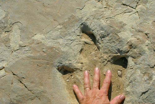 A hand rests on a large fossilized dinosaur footprint embedded in rocky terrain.