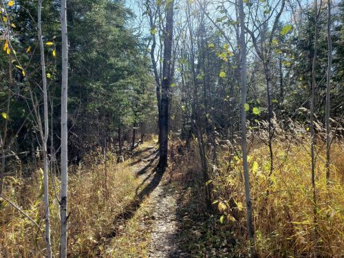 A sunlit forest path surrounded by trees and tall grasses, leading into a serene natural setting.