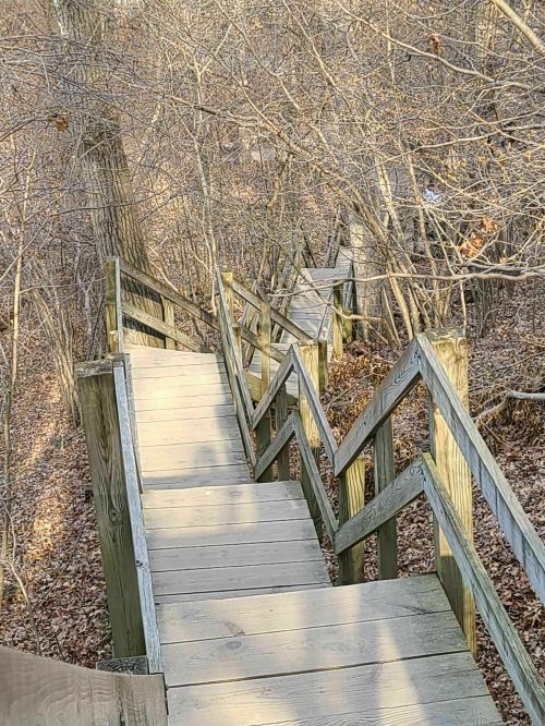 Winding wooden stairs descend through a wooded area, surrounded by bare trees and fallen leaves.