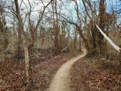 A winding dirt path through a sparse, leafless forest with scattered brown leaves on the ground.
