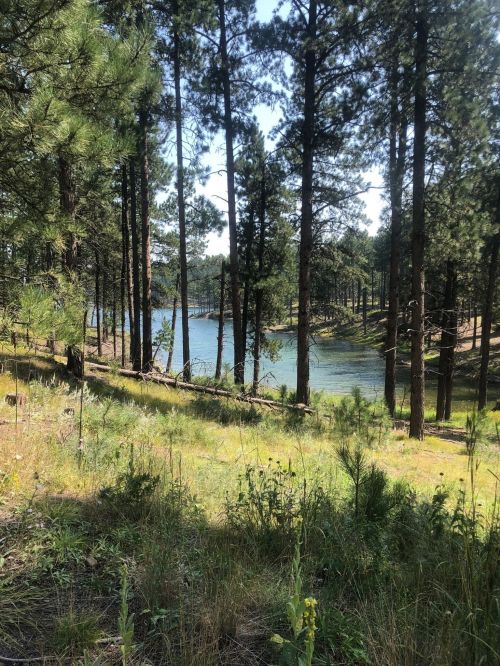 A serene forest scene with tall pine trees surrounding a calm lake under a clear blue sky.