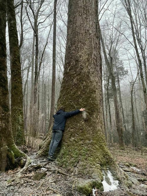 A person hugs a large tree in a misty forest, surrounded by tall, bare trees and a soft forest floor.