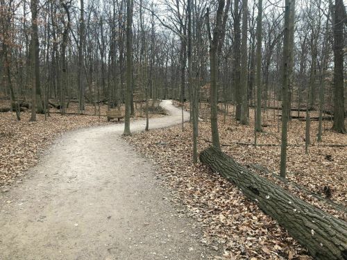 A winding dirt path through a leaf-covered forest with bare trees in early spring.
