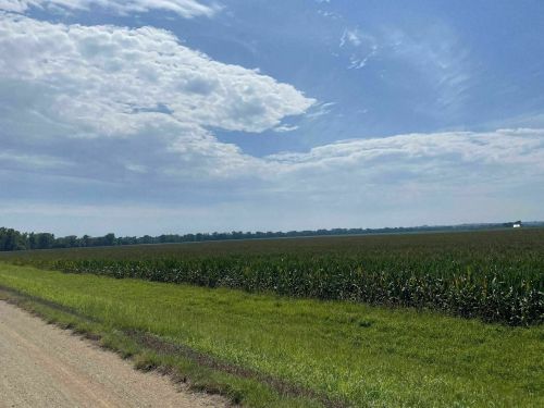 A wide view of a green cornfield under a blue sky with scattered clouds, bordered by a dirt road.