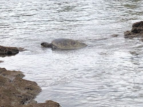 A turtle swimming in shallow water near rocky shorelines.