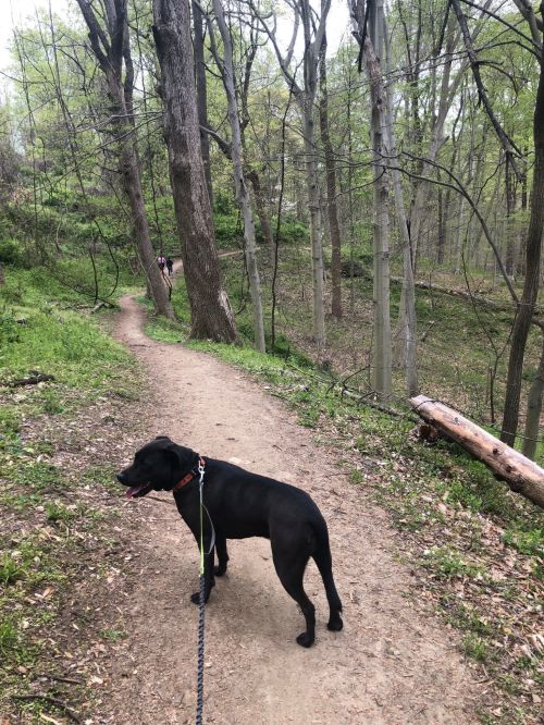 A black dog on a leash stands on a dirt path in a lush green forest, with trees and another dog in the background.