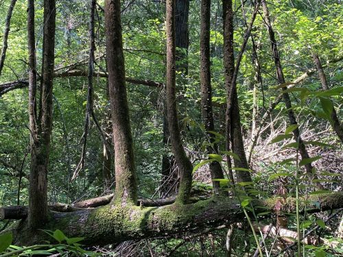 A dense forest scene with tall trees, moss-covered logs, and lush green foliage. Sunlight filters through the leaves.